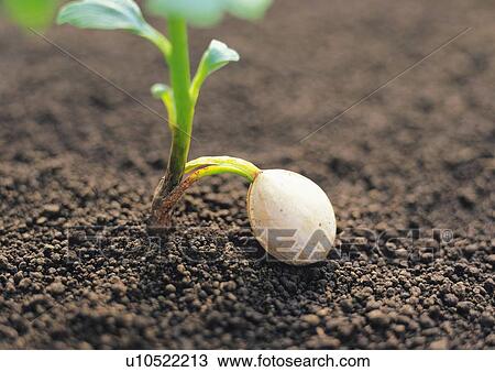 Stock Image - A sprout coming up from ground, high angle view, close up, differential focus. Fotosearch