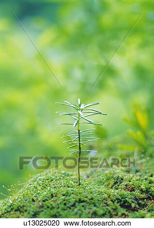 A sprout coming up from ground, high angle view, close up, differential focus View Large Photo Image Stock Image - A sprout coming up from ground, high angle view, close up, differential focus. Fotosearch