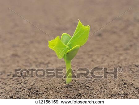 A sprout coming up from ground, high angle view, close up, differential focus View Large Photo Image Stock Photo - A sprout coming up from ground, high angle view, close up, differential focus. Fotosearch