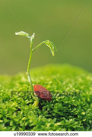 A sprout coming up from ground, high angle view, close up, differential focus View Large Photo Image Stock Photo - A sprout coming up from ground, high angle view, close up, differential focus. Fotosearch