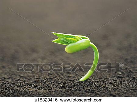 A sprout coming up from ground, high angle view, close up, differential focus, copy space View Large Photo Image Stock Photograph - A sprout coming up from ground, high angle view, close up, differential focus, copy space. Fotosearch