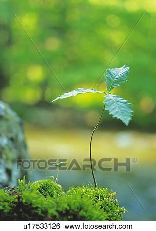 Stock Photograph - A sprout coming up from ground, high angle view, close up, differential focus. Fotosearch