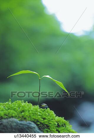 Stock Photography - A sprout coming up from ground, low angle view, close up, differential focus. Fotosearch