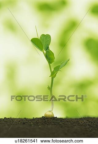 A sprout coming up from ground, side view, close up, differential focus View Large Photo Image Stock Image - A sprout coming up from ground, side view, close up, differential focus. Fotosearch