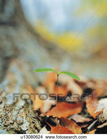A sprout coming up from the ground under a tree, high angle view, differential focus View Large Photo Image Picture - A sprout coming up from the ground under a tree, high angle view, differential focus. Fotosearch