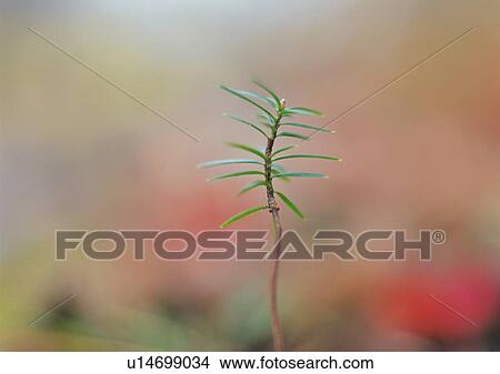 Picture - A sprout, front view, close up, differential focus, copy space. Fotosearch