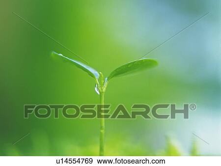 Stock Photo - A sprout, front view, close up, differential focus. Fotosearch