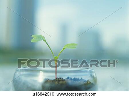 A sprout in glass bowl, front view, differential focus View Large Photo Image Stock Image - A sprout in glass bowl, front view, differential focus. Fotosearch