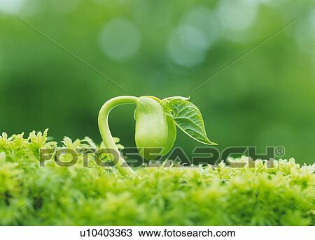 A sprout in grass, close up, differential focus View Large Photo Image Stock Image - A sprout in grass, close up, differential focus. Fotosearch