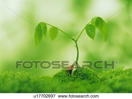 Stock Photo - A sprout in grass, front view, close up, differential focus. Fotosearch