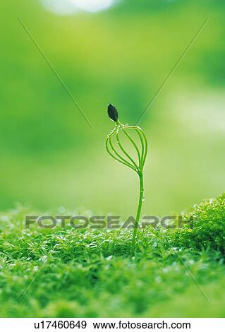 A sprout in grass, front view, differential focus View Large Photo Image Stock Photo - A sprout in grass, front view, differential focus. Fotosearch