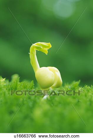 A sprout in grass, side view, close up, differential focus View Large Photo Image Stock Photograph - A sprout in grass, side view, close up, differential focus. Fotosearch