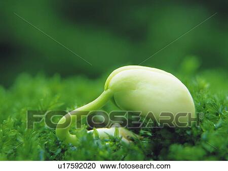A sprout on grass, close up, differential focus View Large Photo Image Stock Image - A sprout on grass, close up, differential focus. Fotosearch
