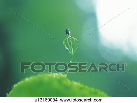 A sprout on grass, front view, close up, differential focus, copy space View Large Photo Image Picture - A sprout on grass, front view, close up, differential focus, copy space. Fotosearch