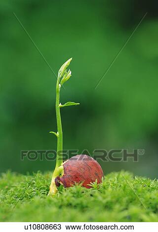 Stock Image - A sprout on grass, side view, close up, differential focus. Fotosearch