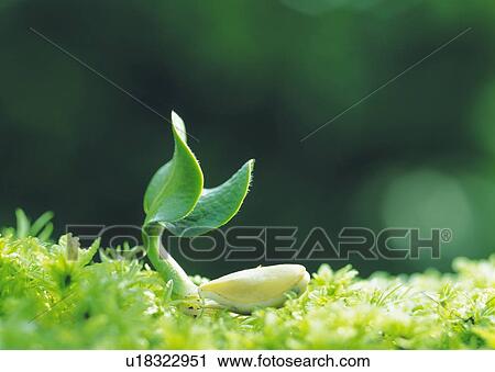 A sprout on grass, side view, close up, differential focus, copy space View Large Photo Image Stock Image - A sprout on grass, side view, close up, differential focus, copy space. Fotosearch