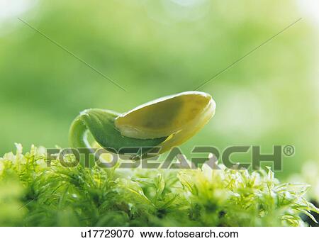 Close up of a sprout, differential focus View Large Photo Image Stock Image - Close up of a sprout, differential focus. Fotosearch