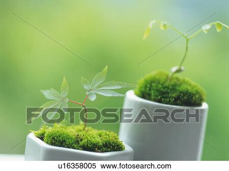 Stock Photography - Leaves in flower pots, front view, differential focus. Fotosearch