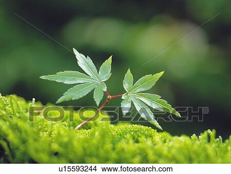 Picture - Leaves on grass, front view, close up, differential focus. Fotosearch