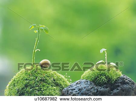 Sprouts coming up from grass, front view, close up, differential focus View Large Photo Image Stock Image - Sprouts coming up from grass, front view, close up, differential focus. Fotosearch