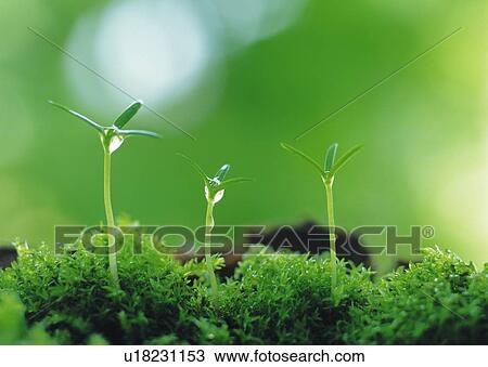 Stock Image - Sprouts coming up from grass, front view, close up, differential focus. Fotosearch