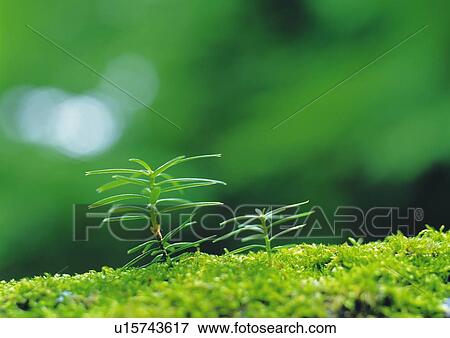 Sprouts coming up from grass, front view, close up, differential focus View Large Photo Image Stock Photo - Sprouts coming up from grass, front view, close up, differential focus. Fotosearch