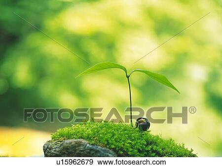 Sprouts coming up from grass, front view, close up, differential focus View Large Photo Image Stock Photo - Sprouts coming up from grass, front view, close up, differential focus. Fotosearch