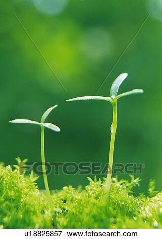 Sprouts coming up from grass, front view, close up, differential focus View Large Photo Image Stock Photo - Sprouts coming up from grass, front view, close up, differential focus. Fotosearch