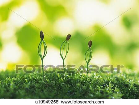 Stock Photo - Sprouts coming up from grass, front view, close up, differential focus. Fotosearch