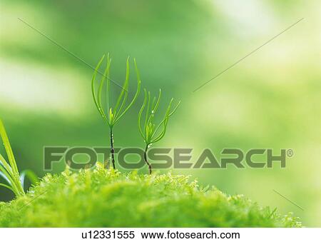 Sprouts coming up from grass, front view, differential focus View Large Photo Image Stock Photography - Sprouts coming up from grass, front view, differential focus. Fotosearch