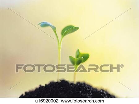 Stock Image - Sprouts coming up from ground, front view, close up, differential focus, copy space. Fotosearch