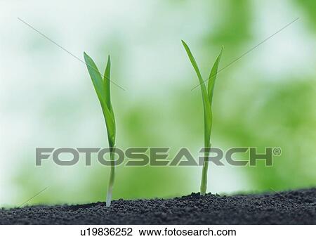 Stock Image - Sprouts coming up from ground, front view, close up, differential focus. Fotosearch