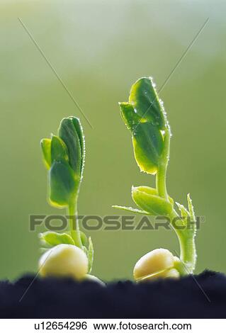 Sprouts coming up from ground, front view, close up, differential focus View Large Photo Image Stock Photograph - Sprouts coming up from ground, front view, close up, differential focus. Fotosearch