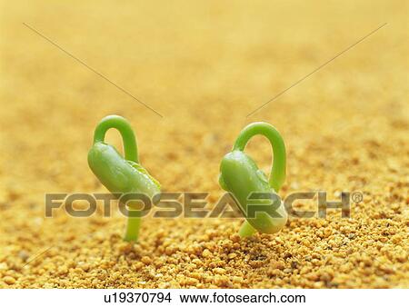 Sprouts coming up from ground, high angle view, close up, differential focus View Large Photo Image Picture - Sprouts coming up from ground, high angle view, close up, differential focus. Fotosearch