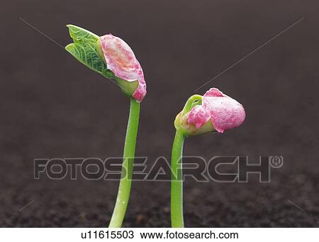 Sprouts coming up from ground, high angle view, close up, differential focus View Large Photo Image Stock Image - Sprouts coming up from ground, high angle view, close up, differential focus. Fotosearch