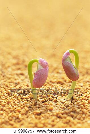 Sprouts coming up from ground, high angle view, close up, differential focus View Large Photo Image Stock Photo - Sprouts coming up from ground, high angle view, close up, differential focus. Fotosearch