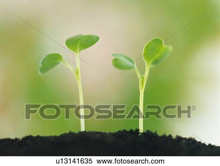 Sprouts coming up from ground, low angle view, close up, differential focus View Large Photo Image Stock Photography - Sprouts coming up from ground, low angle view, close up, differential focus. Fotosearch