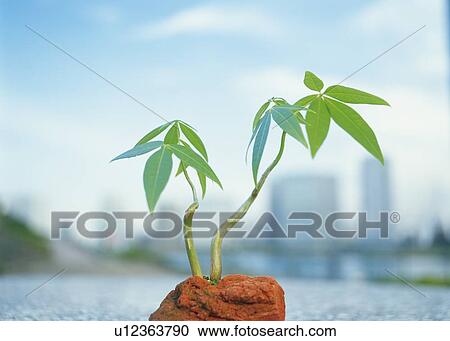 Sprouts in city, front view, differential focus View Large Photo Image Stock Image - Sprouts in city, front view, differential focus. Fotosearch