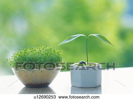Sprouts in flower pots, front view, differential focus View Large Photo Image Stock Image - Sprouts in flower pots, front view, differential focus. Fotosearch