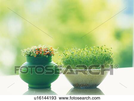 Sprouts in flower pots, front view, differential focus View Large Photo Image Stock Image - Sprouts in flower pots, front view, differential focus. Fotosearch