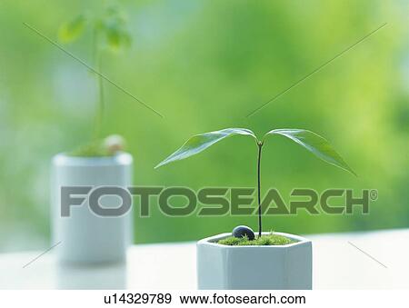 Stock Photo - Sprouts in flower pots, front view, differential focus. Fotosearch