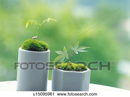 Sprouts in flower pots, high angle view, differential focus View Large Photo Image Stock Image - Sprouts in flower pots, high angle view, differential focus. Fotosearch