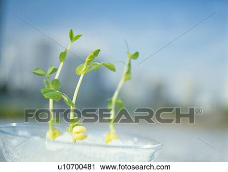Sprouts in glass bowl, close up, differential focus View Large Photo Image Stock Image - Sprouts in glass bowl, close up, differential focus. Fotosearch