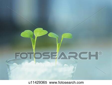 Sprouts in glass cup, front view, close up, differential focus View Large Photo Image Stock Photography - Sprouts in glass cup, front view, close up, differential focus. Fotosearch