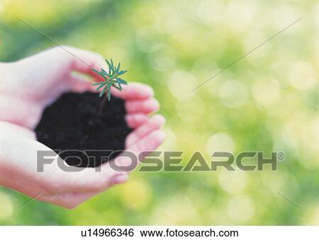 Woman cupping and holding a sprout in soil, high angle view, differential focus View Large Photo Image Stock Photograph - Woman cupping and holding a sprout in soil, high angle view, differential focus. Fotosearch