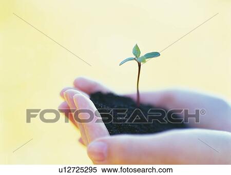 Woman cupping and holding a sprout in soil, side view, close up, differential focus View Large Photo Image Stock Photography - Woman cupping and holding a sprout in soil, side view, close up, differential focus. Fotosearch