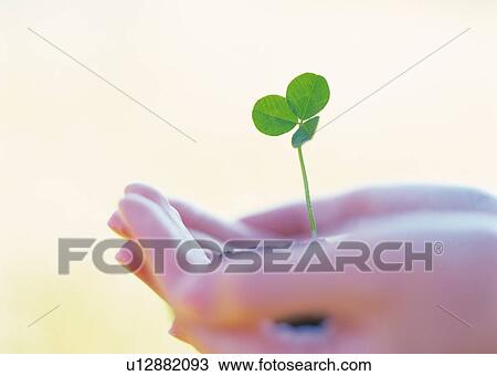 Woman cupping and holding a sprout, side view, close up, differential focus View Large Photo Image Stock Image - Woman cupping and holding a sprout, side view, close up, differential focus. Fotosearch
