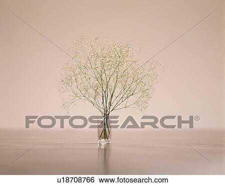 Baby'S Breaths In Vase View Large Photo Image Stock Photograph - Baby'S Breaths In Vase. Fotosearch