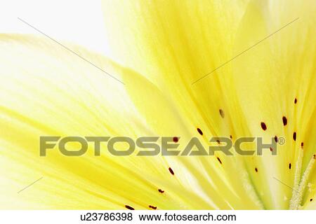 Close-up of Lily View Large Photo Image Stock Photo - Close-up of Lily. Fotosearch
