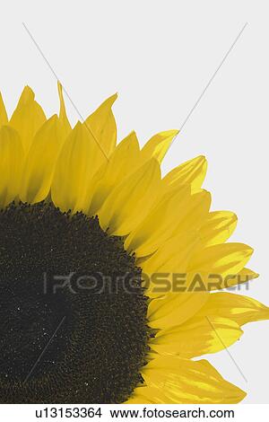 Picture - Close-up of Sunflower. Fotosearch